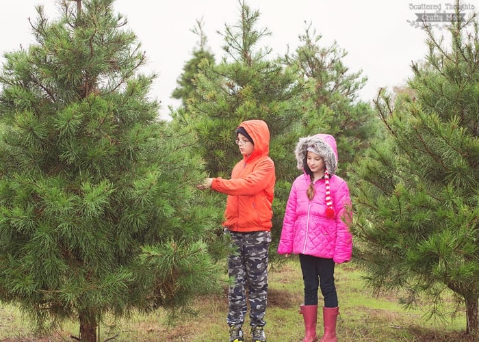 28 best christmas tree farm elgin pumpkin festival at 28 best christmas tree farm elgin pumpkin festival at