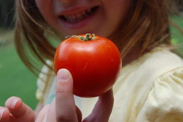 Summer Tomatoes and a Bruschetta Recipe