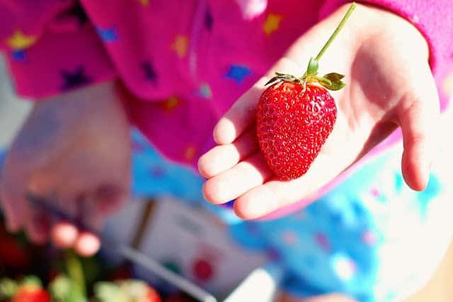 strawberry picking