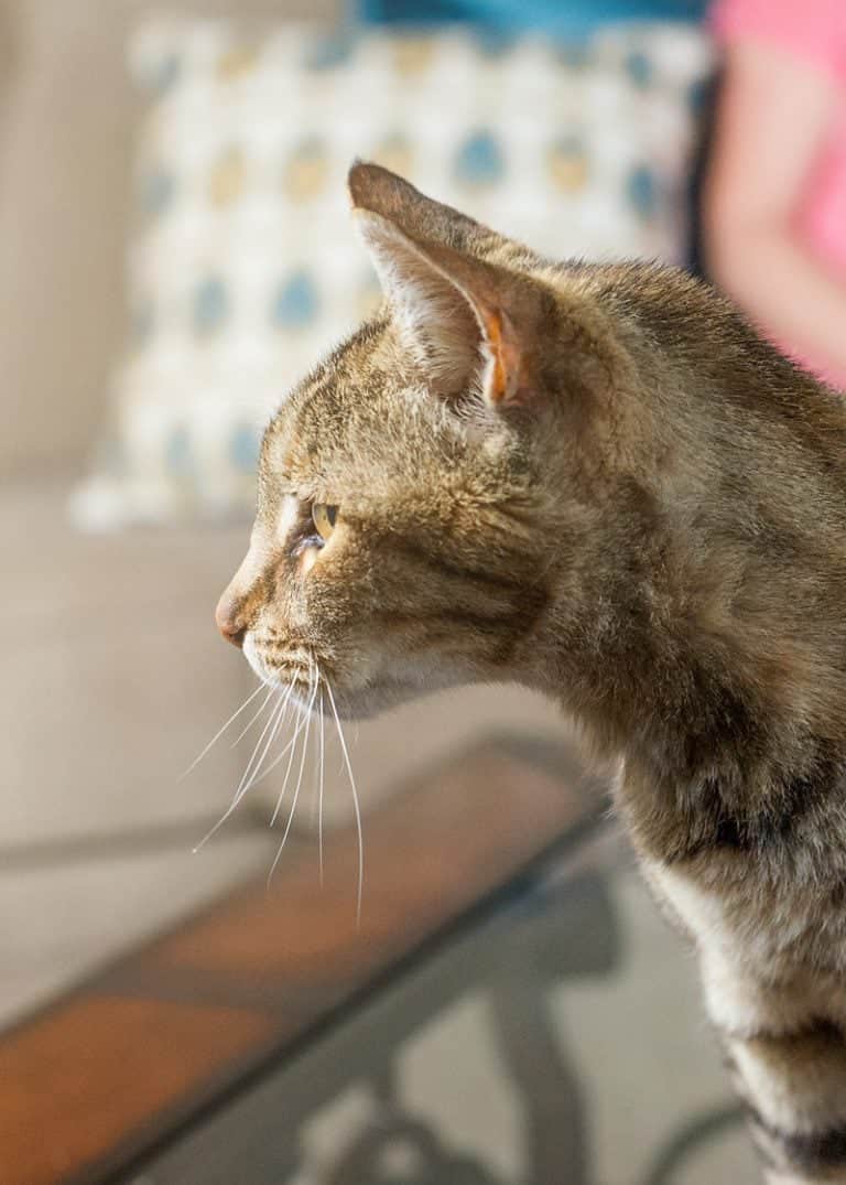 why-you-should-adopt-an-older-cat-what-to-know-before-bringing-them