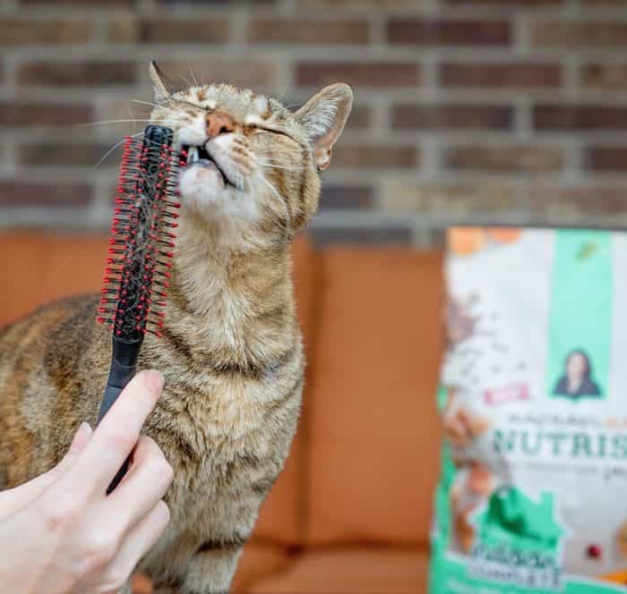 why-you-should-adopt-an-older-cat-what-to-know-before-bringing-them
