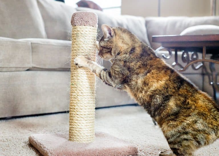 5 Tips to Get your Cat to Use the Scratching Post Scattered Thoughts