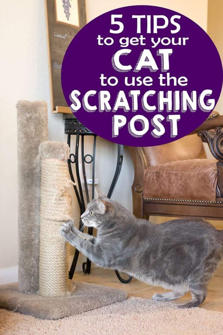 5 Tips to Get your Cat to Use the Scratching Post Scattered Thoughts