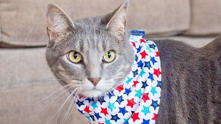 DIY Cat Outfit Sewing Tutorial (w/ Free downloadable pattern!)