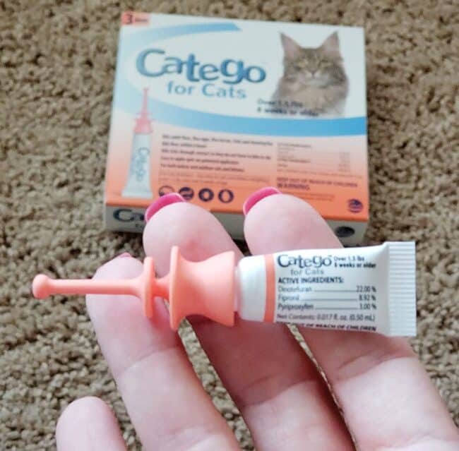 Mythbusting Why you need Flea and Tick Control YearRound For Your Cat