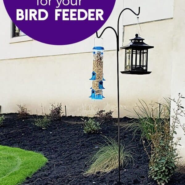 Make an Easy DIY Bird Feeder for your garden